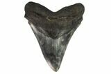 Fossil Megalodon Tooth - South Carolina #122240-1